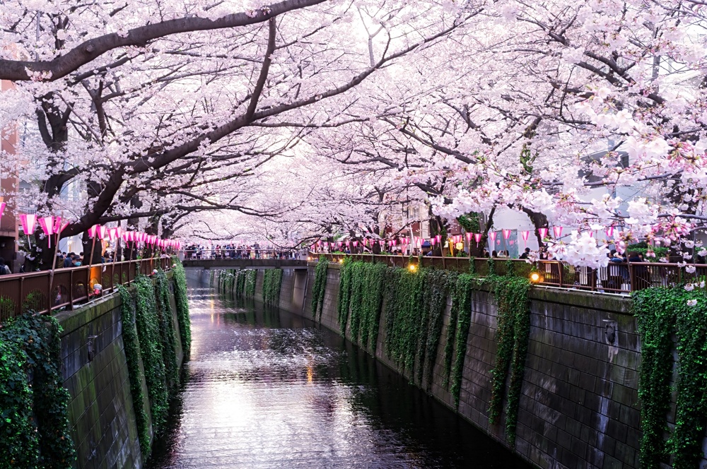 Sakura blossoms