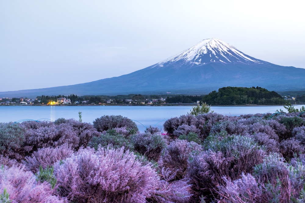 Fuji Mountain and flower flieds view , mt.fuji background lake Kawaguchi one of the fuji five lakes