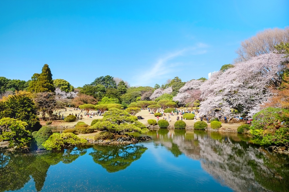 Beautiful scenery with red leaf, green willow, blossom sakura, clear pond and bright vivid blue sky in spring cherry blossom season, Shinjuku Gyoen Park, Tokyo