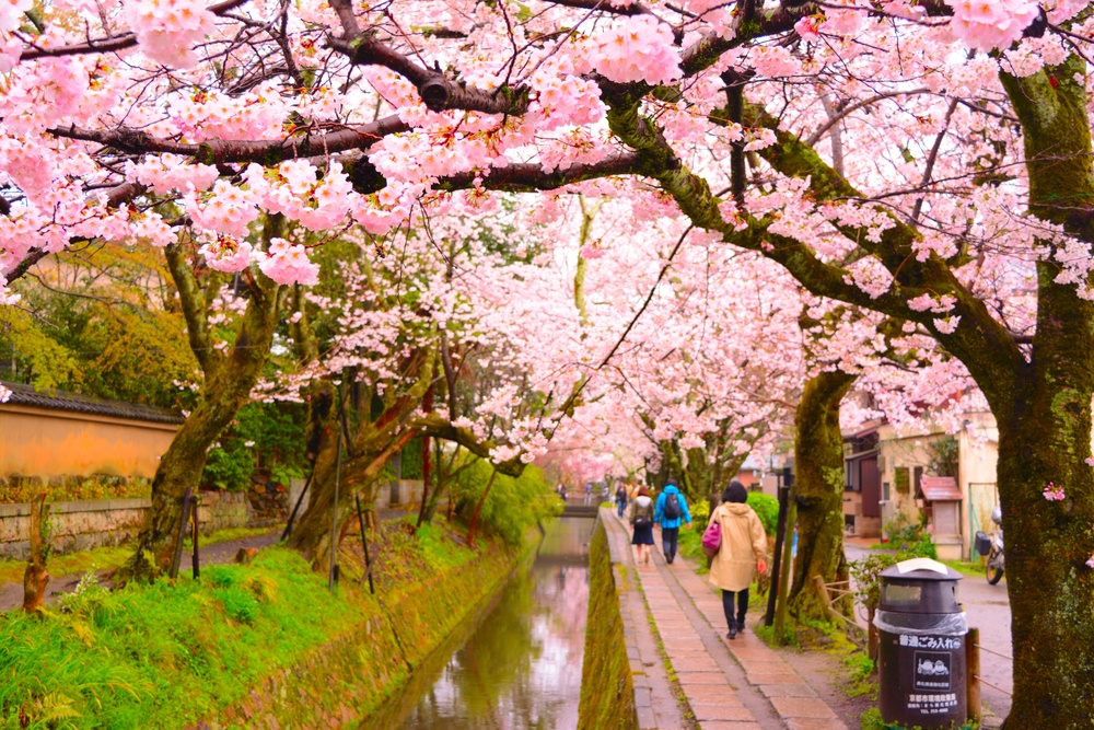 Philosopher's Walk with sakura (cherry blossom) in the Springtime