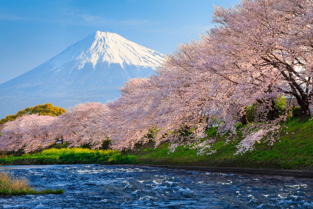 Cherry-Blossom