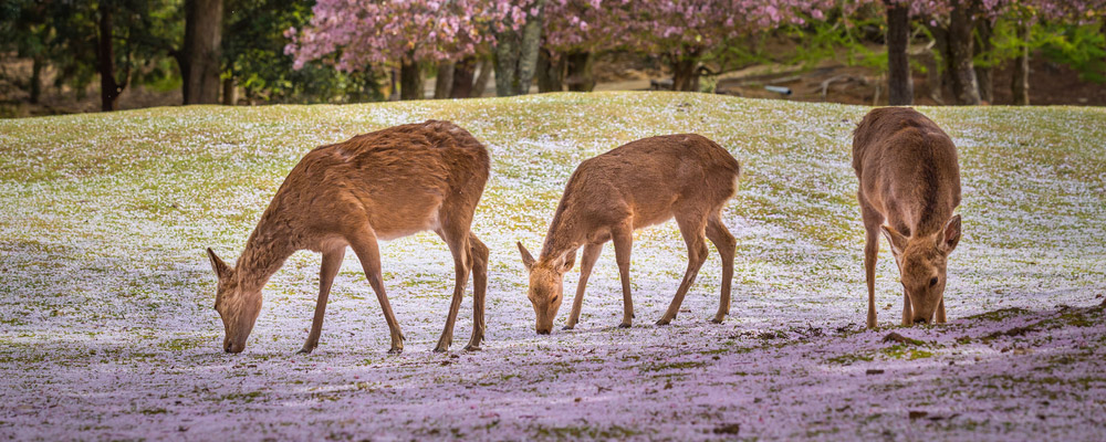 Nara-City-Guide