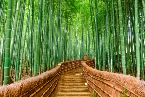 Arashiyama Bamboo Grove