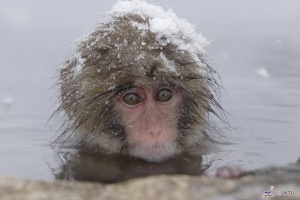 Shiga Kogen Snow Monkey Park