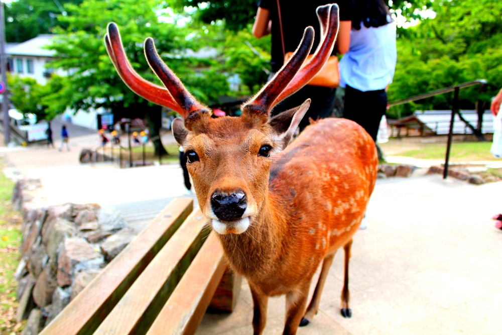 A cute Nara Deer with antlers gazes into the camera before bowing for crackers at Nara Park