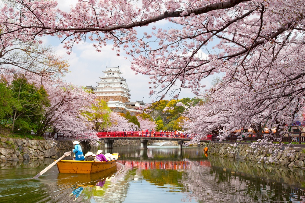 Himeji Castle Cherrry Blossoms Viewing Festiva