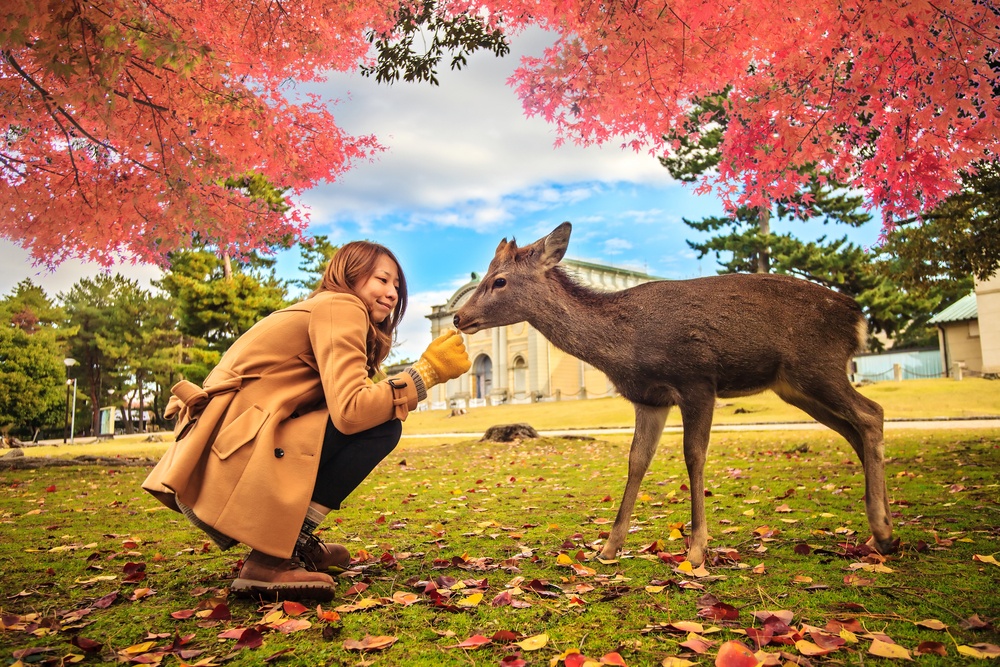 Nara deer roam free in Nara Park