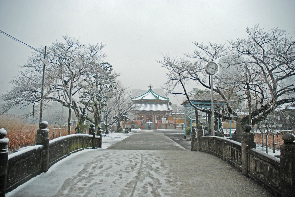 Ueno park snow in Tokyo japan nice white landscape,tokyo winter,Shinobazunoike Bentendo