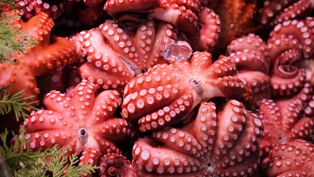 Japanese style fresh octopus