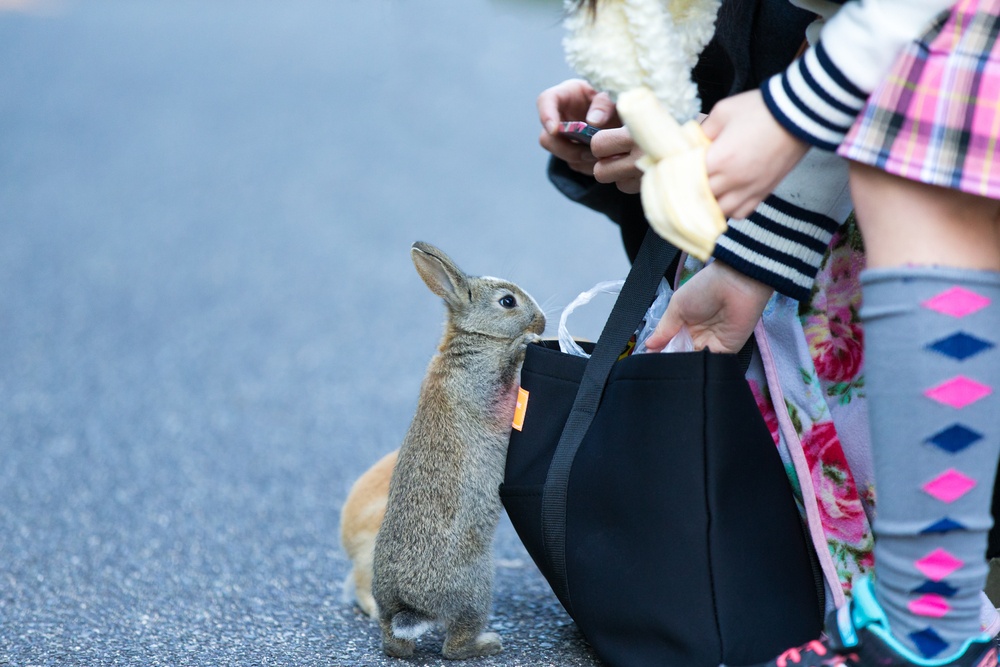 Cute rabbits in rabbit island