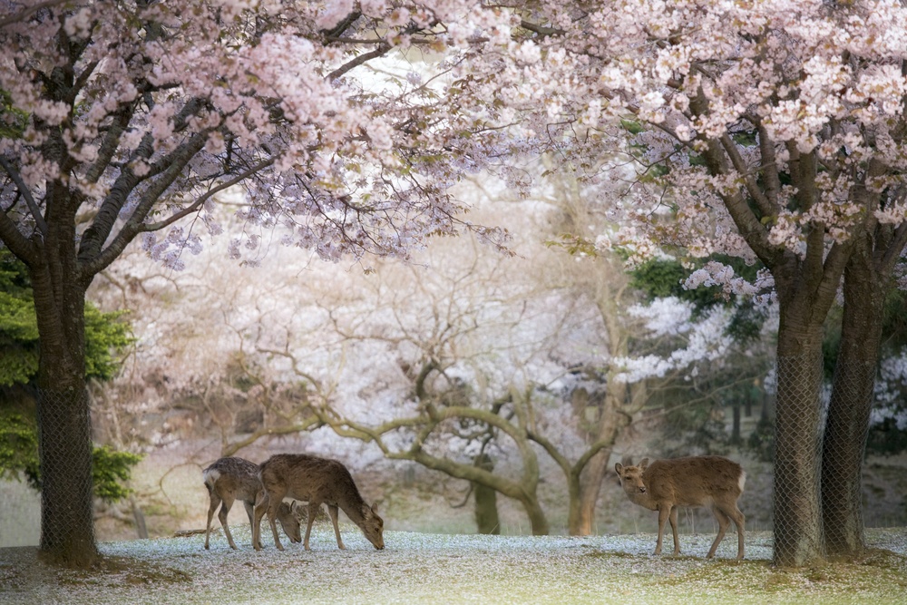 Deer - Cherry Blossom NARA