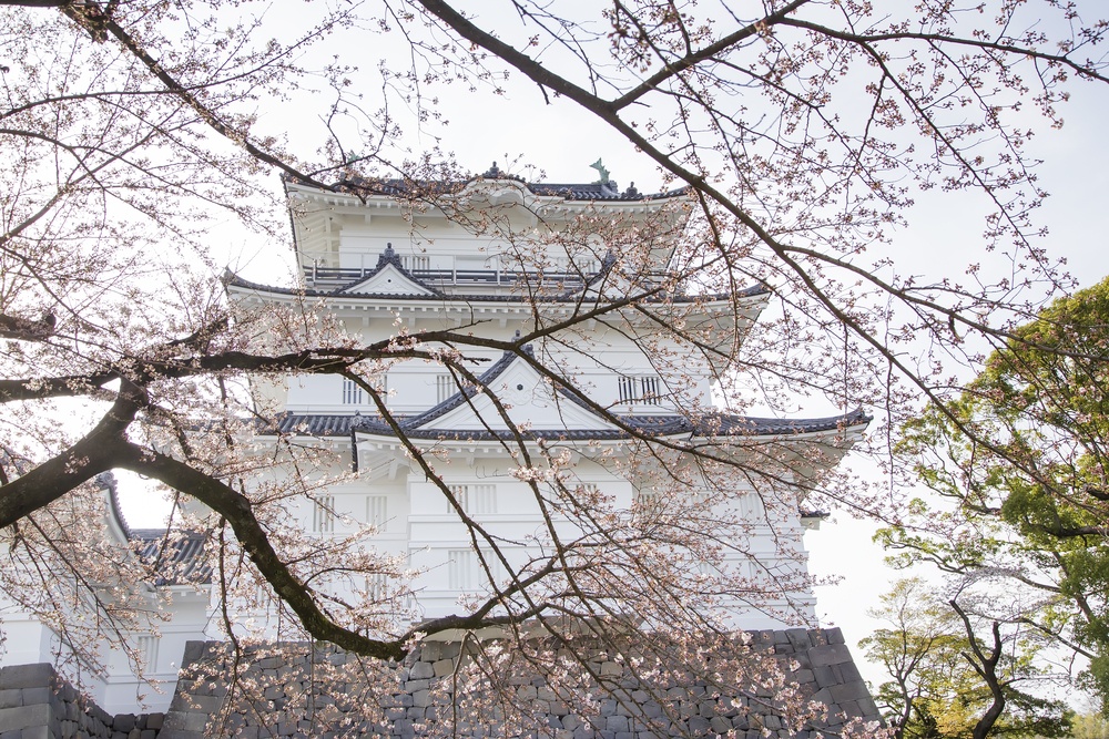 Odawara castle with sakura