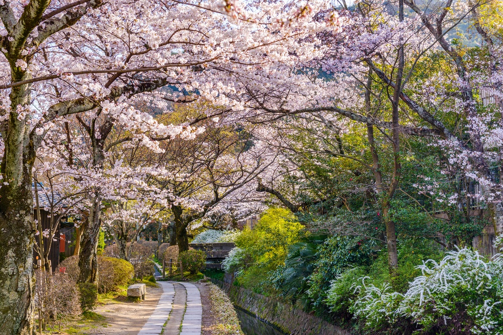 https://www.japanrailpassnow.com/wp-content/uploads/2017/02/Kyoto-Japan-at-Philosophers-Walk-in-the-Springtime..jpg