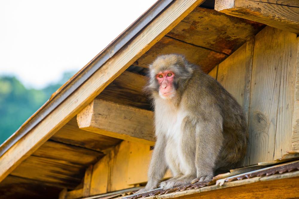 Iwatayama Monkey Park - Arashiyama, Kyoto - Japan Travel