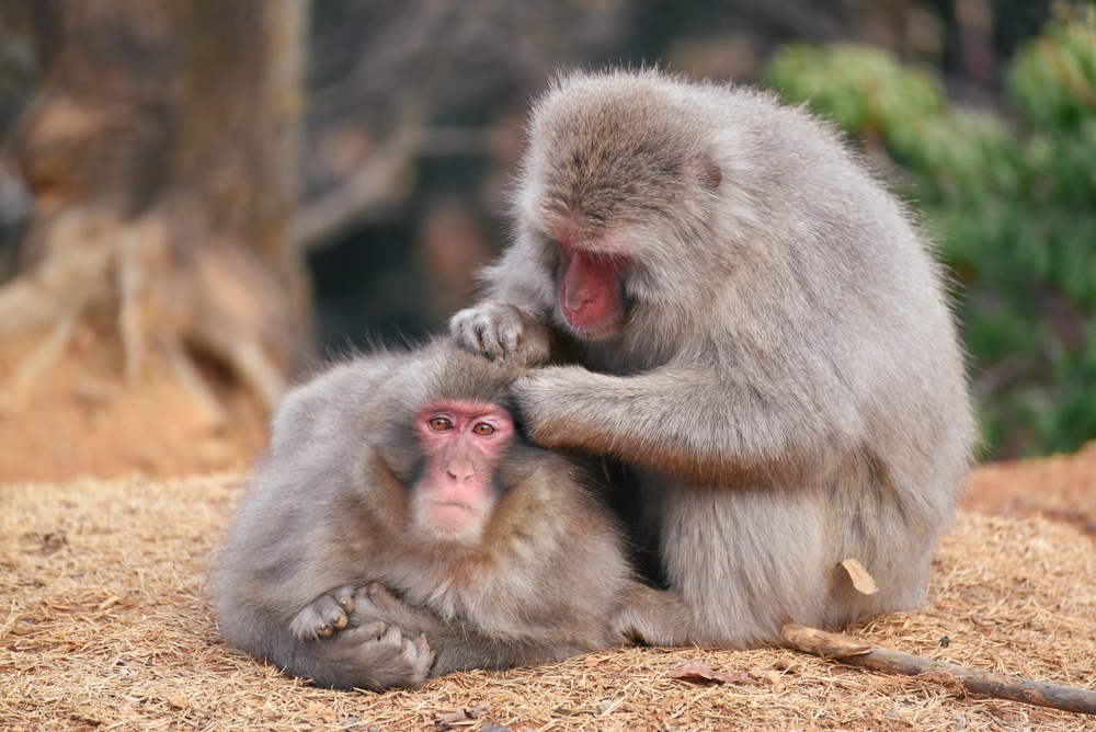 Kyoto Arashiyama Monkey Park Iwatayama Japan