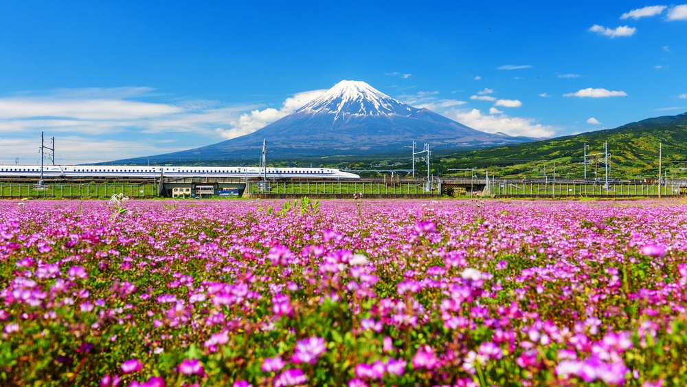 Shinkansen or Bullet train run pass Mount Fuji and Shibazakura at spring. Shinkansen, super high speed railway, operated by Japan Railways companies. 1
