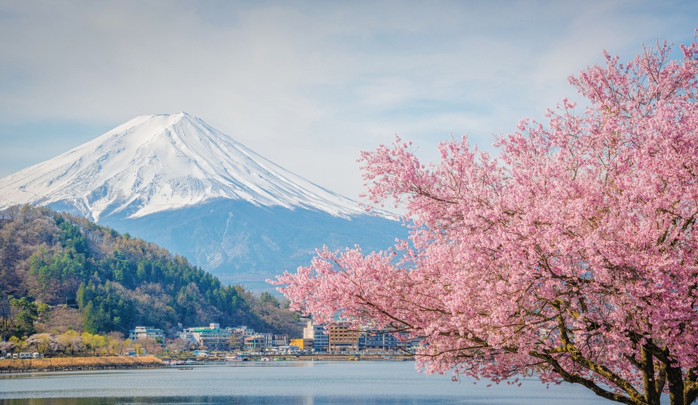 Mountain Fuji in spring ,Cherry blossom Sakura'