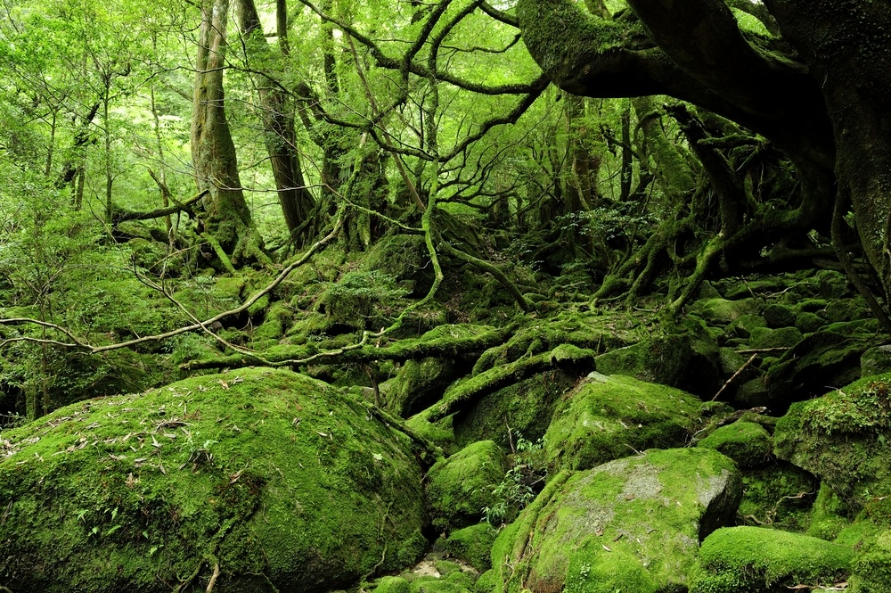 Yakushima forest