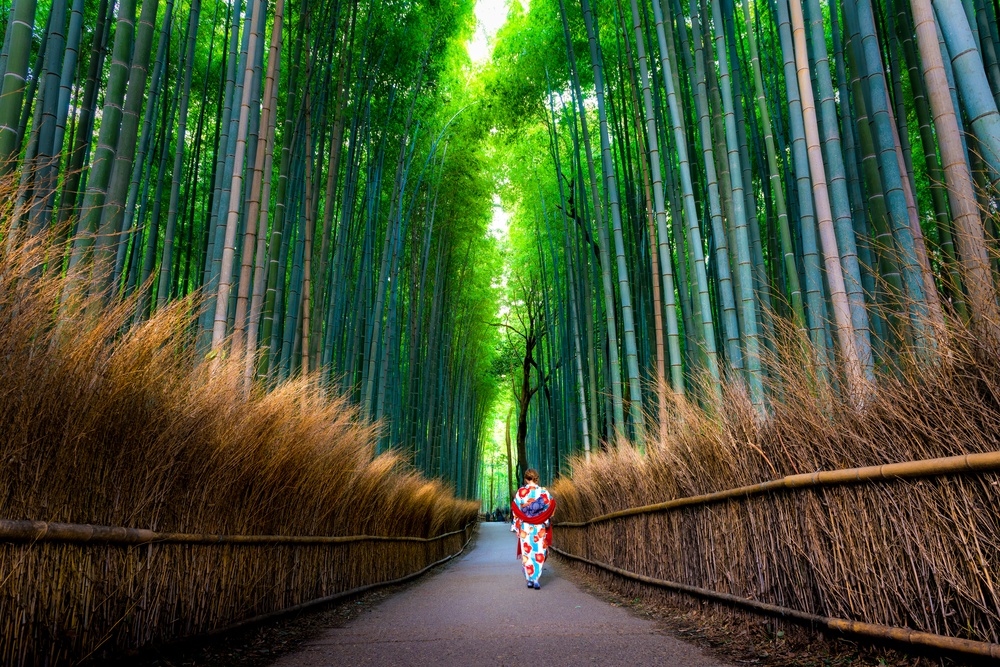 Bamboo grove in Kyoto