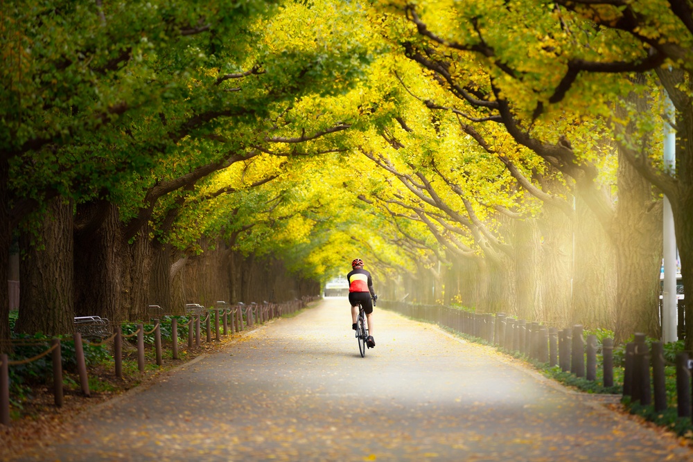 Cyclist on the beautiful gingko trees at the street of Gingko trees, Tokyo Japan
