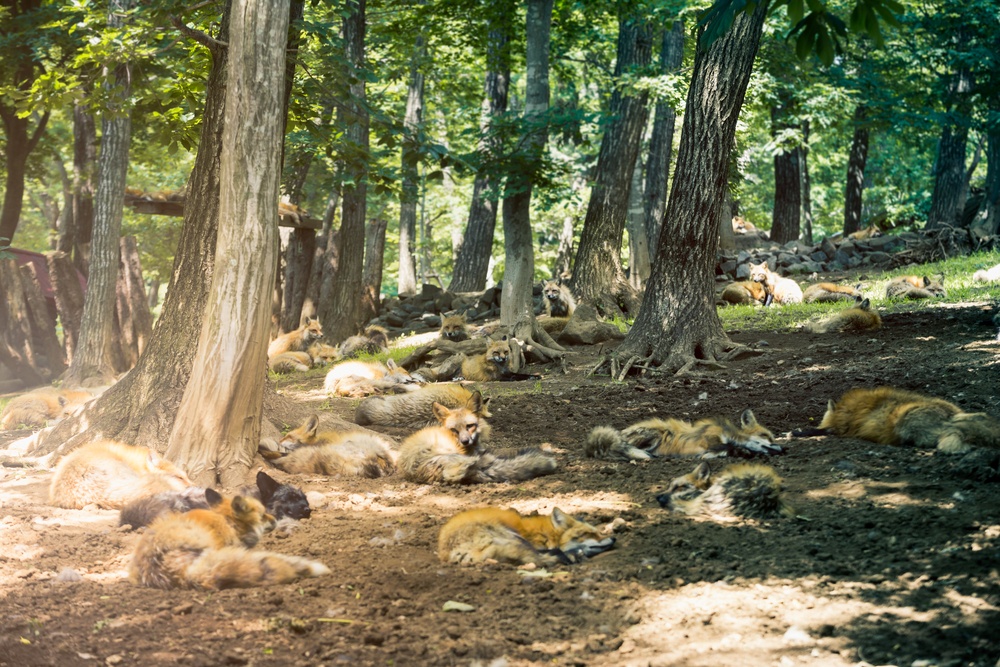 Fox pack resting together in the forest , fox village, Miyagi , Japan
