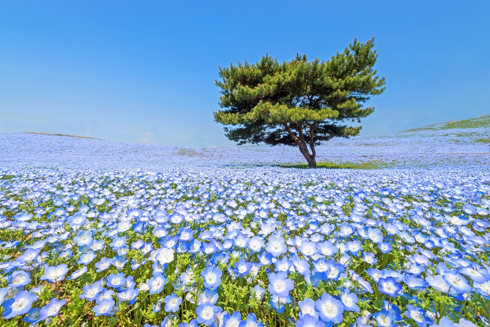 Nemophila, flower field at Hitachi Seaside Park in spring, Japan, selected focus on foregournd