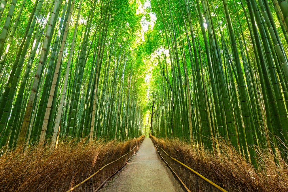 Arashiyama bamboo forest in Kyoto Japan